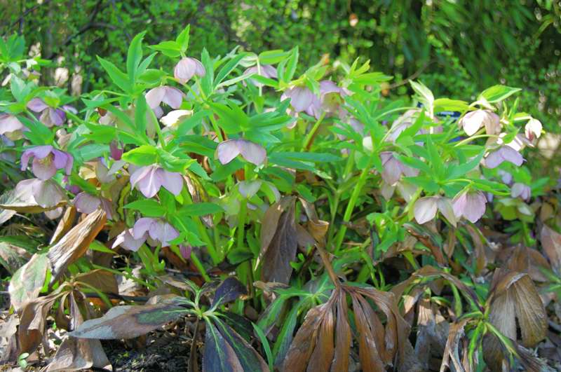 Picture of Helleborus x hybridus 'Pink Lady' Pink Lady Lenten Rose