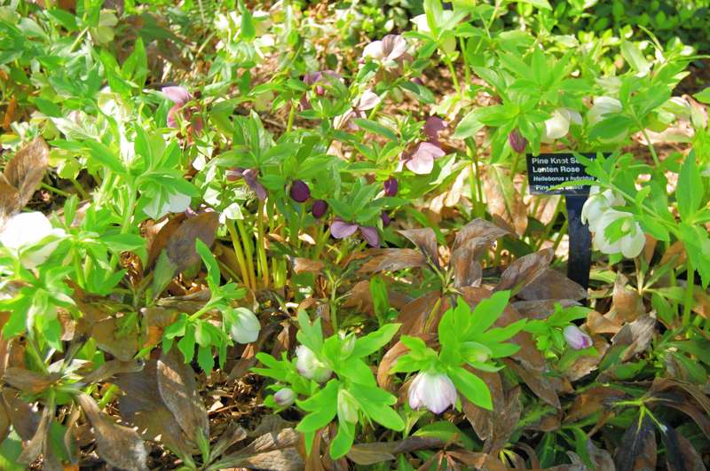 Picture of Helleborus x hybridus 'Pine Knot Select' Pink Knot Select Lenten Rose