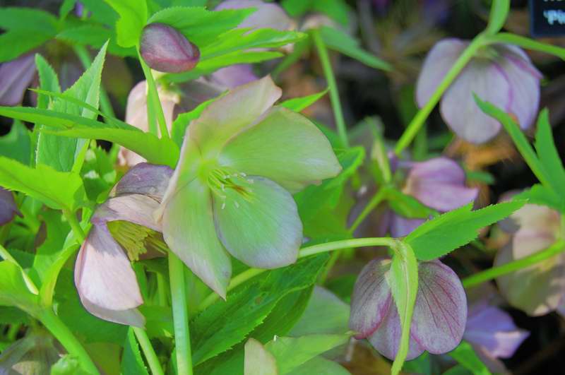 Picture of Helleborus x hybridus 'Pink Lady' Pink Lady Lenten Rose