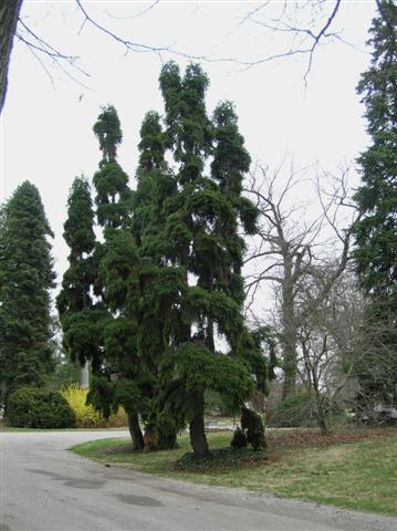 Picture of Abies alba 'Contorta' Corkscrew Silver Fir