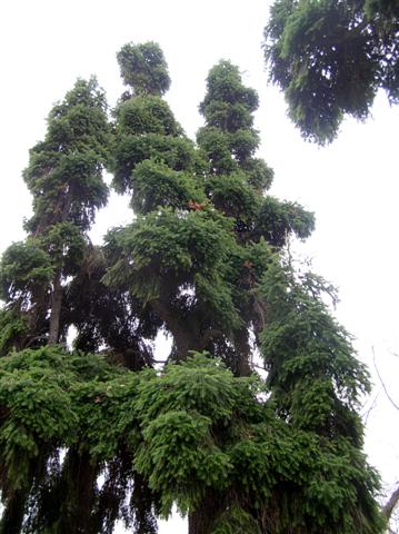 Picture of Abies alba 'Contorta' Corkscrew Silver Fir