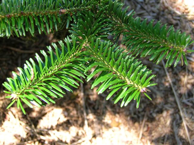 Picture of Abies cilicica  Cilician Fir