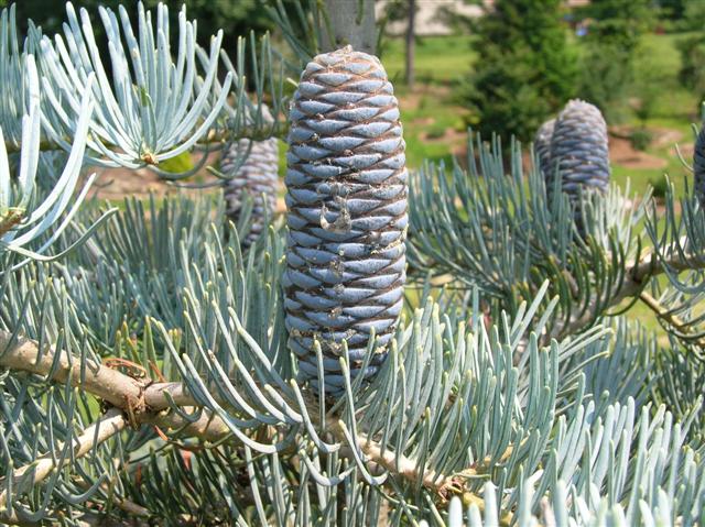 Picture of Abies concolor 'Candicans' Candicans White Fir