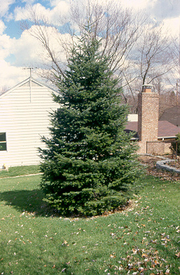 Abies nordmanniana abiesnordmanniana.jpg