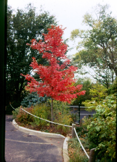 Picture of Acer x freemanii 'Autumn Blaze' Autumn Blaze Maple