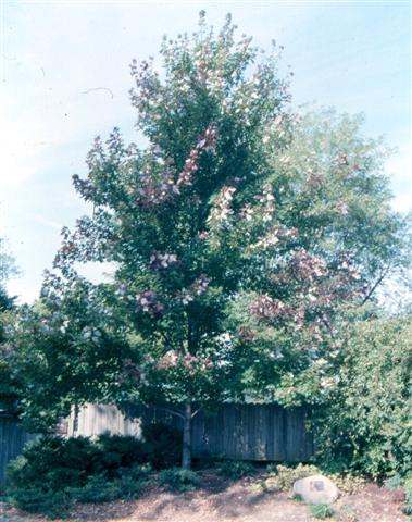 Picture of