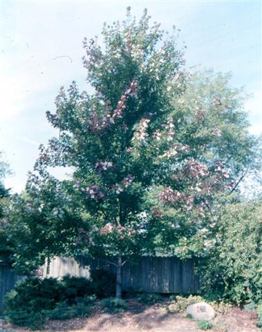 Picture of Acer x freemanii 'Celzam' Celebration Celebration Maple