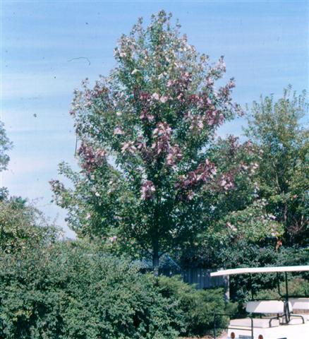 Picture of