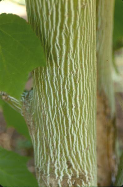 Picture of Acer tegmentosum 'White Tigress' White Tigress Maple