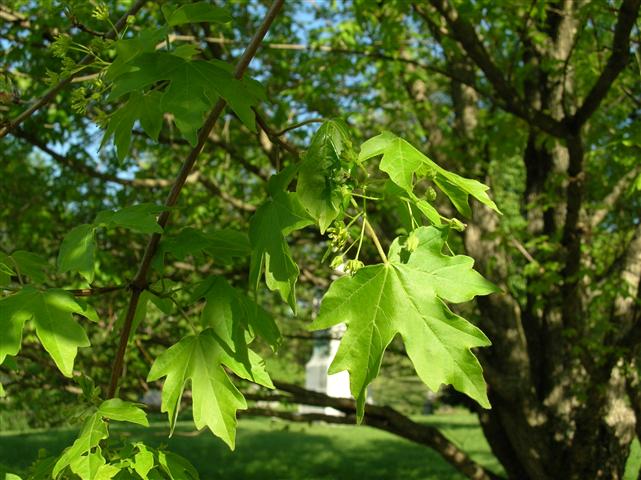 Picture of Acer campestre  Field Maple, Hedge Maple