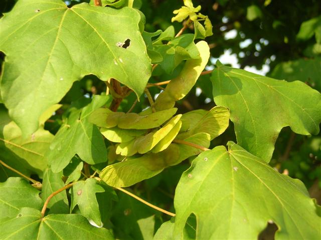 Picture of Acer campestre  Field Maple, Hedge Maple