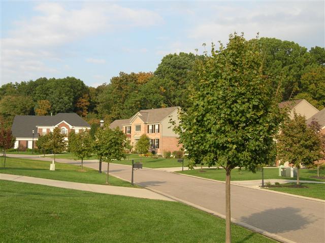 Acer campestre acercampestrestreettrees100406deerfieldtwp(Small).jpg