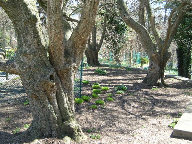 Picture of Acer campestre  Field Maple, Hedge Maple