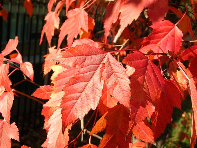 Picture of Acer ginnala 'Flame' Flame Amur Maple