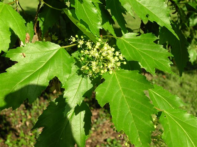 Picture of Acer ginnala  Amur Maple