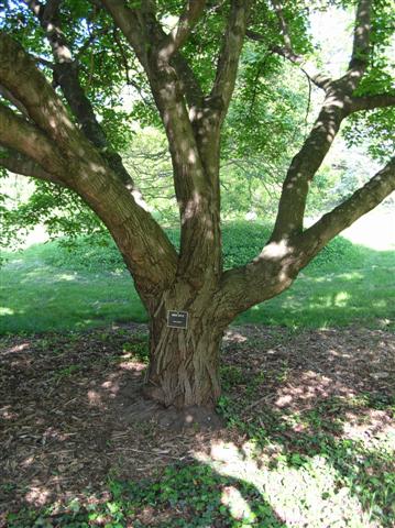 Picture of Acer ginnala  Amur Maple