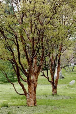 Picture of Acer griseum  Paperbark Maple