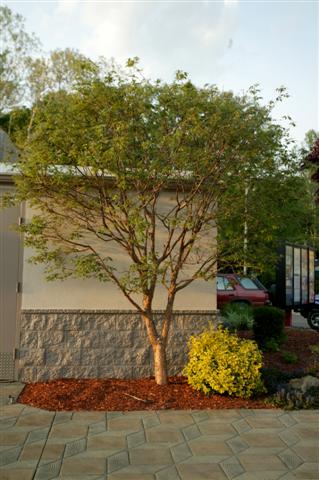 Picture of Acer griseum  Paperbark Maple