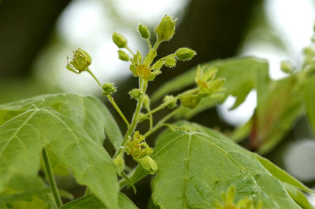 Picture of Acer miyabei  Miyabe Maple