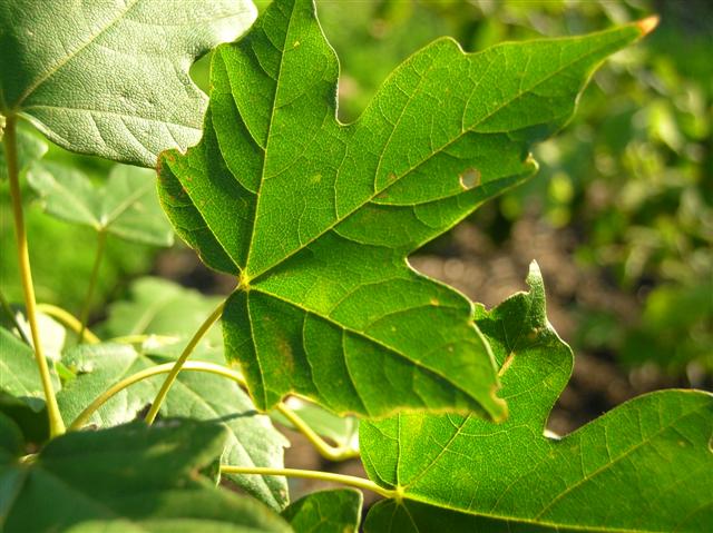 Picture of Acer miyabei  Miyabe Maple