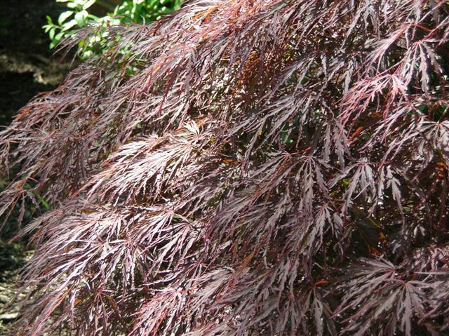 Picture of Acer palmatum var. dissectum 'Crimson Queen' Crimson Queen Japanese Maple