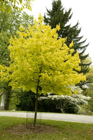 Picture of Acer platanoides 'Princeton Gold' Princeton Gold Norway Maple