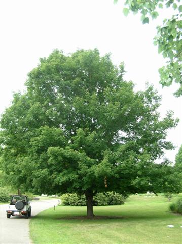 Picture of Acer saccharum 'Sweet Shadow' Sweet Shadow Sugar Maple