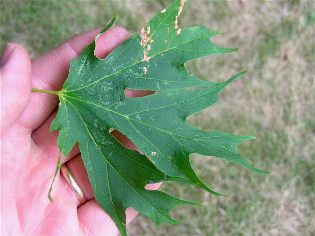 Picture of Acer saccharum 'Sweet Shadow' Sweet Shadow Sugar Maple