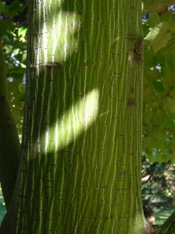 Picture of Acer tegmentosum 'White Tigress' White Tigress Maple