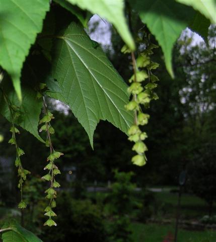 Picture of Acer tegmentosum 'White Tigress' White Tigress Maple