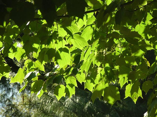 Picture of Acer tegmentosum 'White Tigress' White Tigress Maple