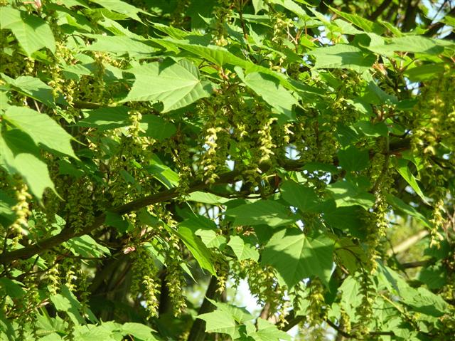 Picture of Acer tegmentosum 'White Tigress' White Tigress Maple