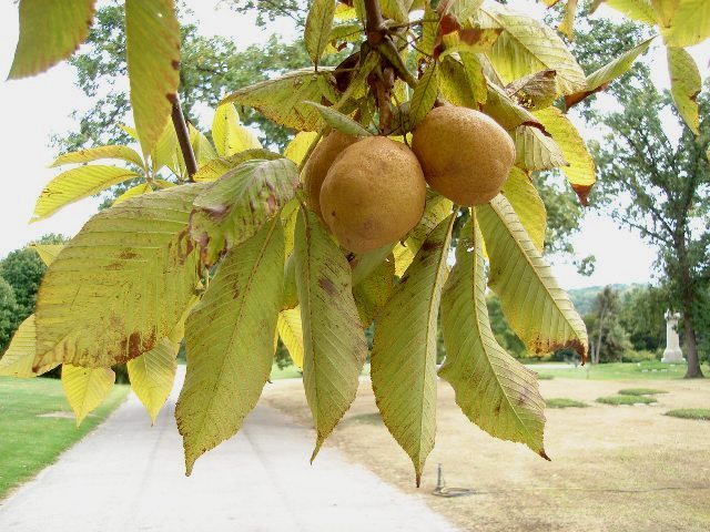 Picture of Aesculus flava  Yellow Buckeye