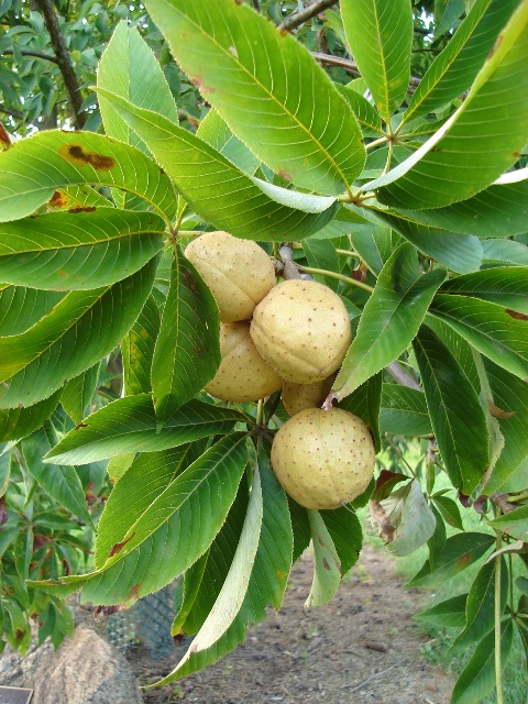 Picture of Aesculus glabra  Ohio Buckeye