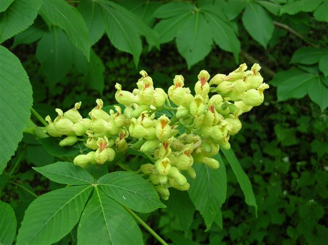 Picture of Aesculus flava  Yellow Buckeye