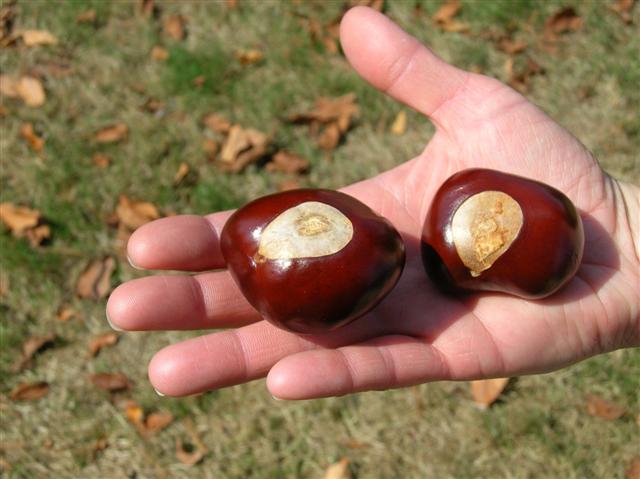 Picture of Aesculus flava  Yellow Buckeye