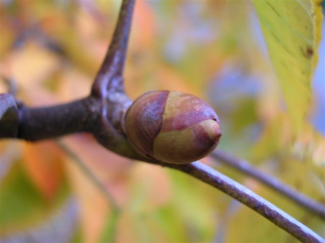 Picture of Aesculus flava  Yellow Buckeye