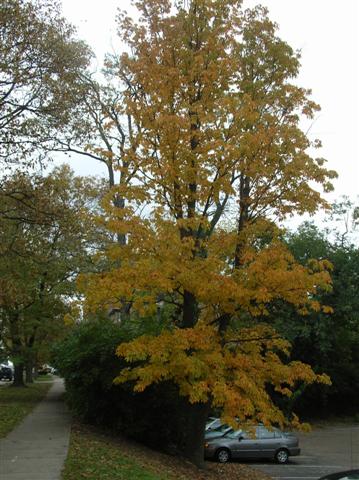 Picture of Aesculus flava  Yellow Buckeye