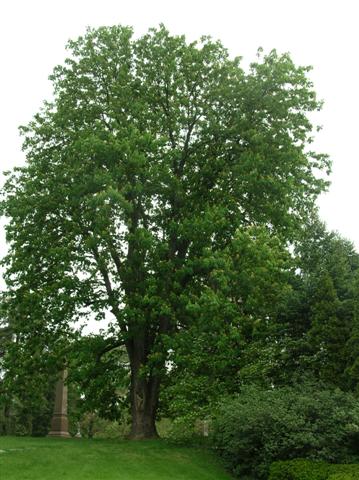 Picture of Aesculus flava  Yellow Buckeye