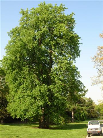 Aesculus flava aesculusflavaspringgrovehugetree(Small).jpg