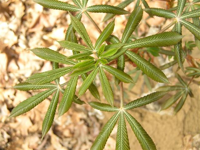 Picture of Aesculus glabra  Ohio Buckeye