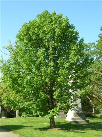 Picture of Aesculus glabra  Ohio Buckeye