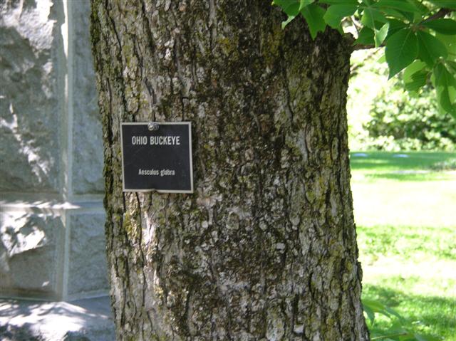 Picture of Aesculus glabra  Ohio Buckeye