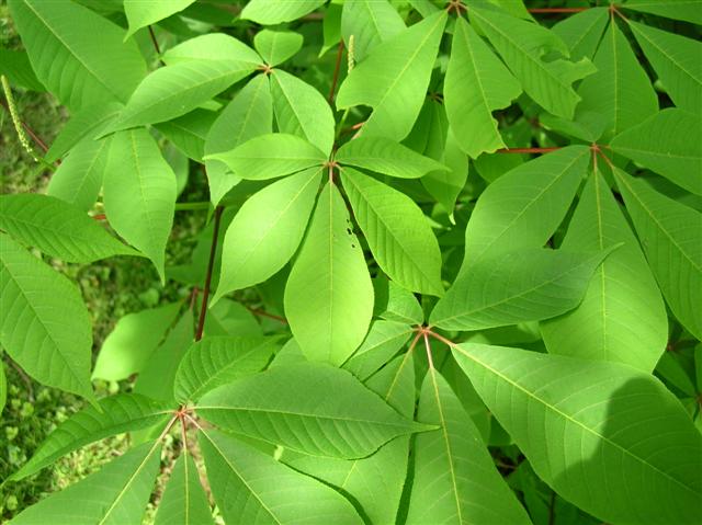 Picture of Aesculus parviflora  Bottlebrush Buckeye