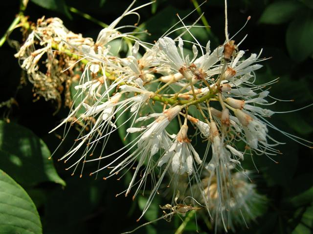 Picture of Aesculus%20parviflora%20%20Bottlebrush%20Buckeye