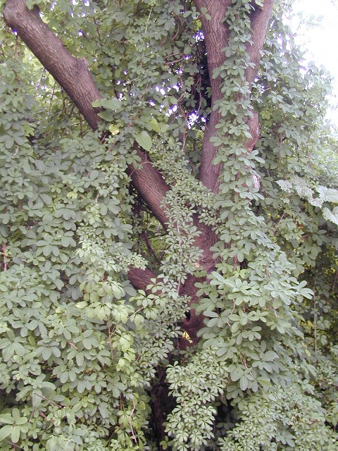 Picture of Akebia quinata  Fiveleaf Akebia