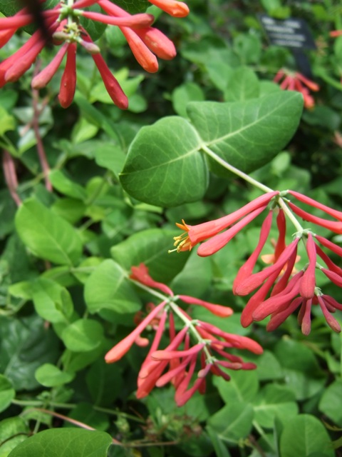 Picture of Lonicera sempervirens 'Alabama Crimson' Alabama Crimson Honeysuckle Vine