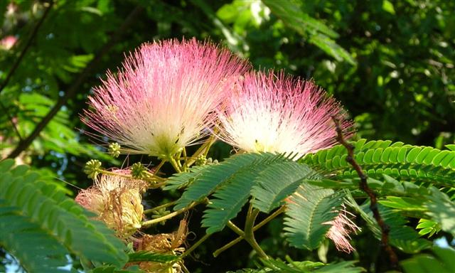 Picture of Albizia julibrissin  Albizia or Silk-tree or Mimosa