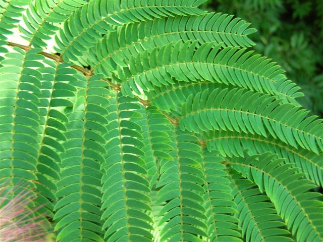 Picture of Albizia julibrissin  Albizia or Silk-tree or Mimosa