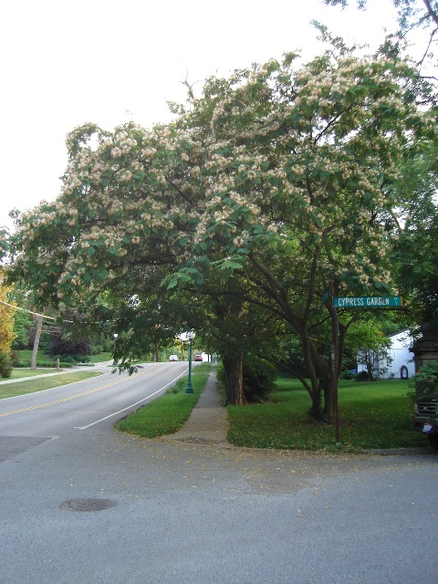 Picture of Albizia julibrissin  Albizia or Silk-tree or Mimosa